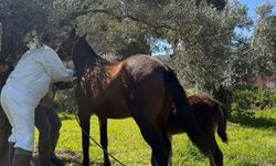 Son dakika.. Aydın’da at ve eşeklerden numune alınıyor