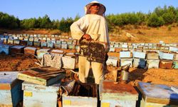 Çam balıyla ilgili önemli karar