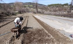 Tütün üreticisinin zorlu mesaisi başladı