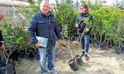 Vatandaşlara sakız ağacı dağıtılıyor