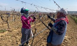 Yağışa teslim olan bağlar ayağa kalktı