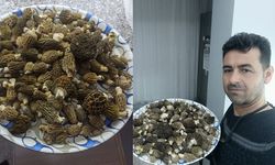 Yağmur yağdı, kuzugöbeği bollaştı