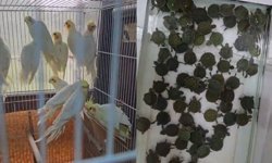 164 hayvana el konuldu