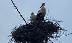 2 aşık leylek geleneği bozmadı