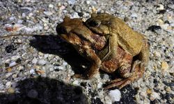 5 bin yıllık göç yeniden başladı