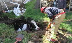 7 aylık gebe inek kuyuya düştü