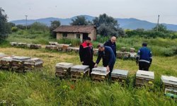 Aydın’da ekipler arı kovanlarını denetledi