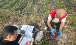 Aydın’da hasat öncesi çilek bahçeleri kontrol edildi