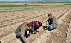 Atıl durumdaki tarım arazilerine ayçiçeği ekimi yapıldı