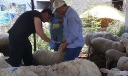 Aydın Karpuzlu’da küçükbaş hayvanlar kaydediliyor