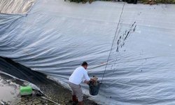 Aydın Sultanhisar’da sulama havuzuna düşen köpekleri belediye kurtardı