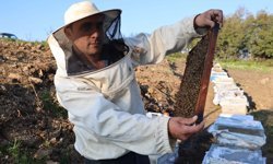 Aydın'da arı kolonileri gençleşiyor