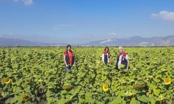 Aydın’da ayçiçeğinde tohum desteği başladı