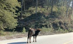 Aydın’da büyükbaş hayvanlar gezerek besleniyor
