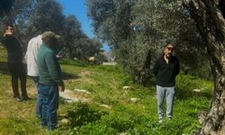 Aydın’da Endemik Tülüşah için inceleme