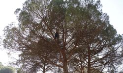 Aydın’da günlük 3 bin 500 liraya çalışıyorlar