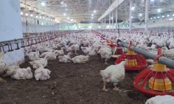 Aydın'da kanatlı üretimi 71 işletmede sürüyor