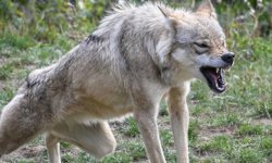 Aydın’da kurtlar mahalleye indi, 20 hayvan telef oldu