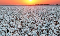 Aydın’da pamuk için seferberlik
