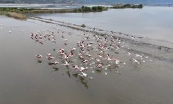 Aydın’da sular altında kalan arazilerde allı turnalar geziyor
