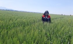 Aydın’da tarım arazilerinde alarm
