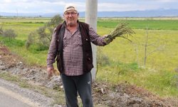 Aydın’da topladığı kedirgen ve sarmaşıkları ihtiyaç sahiplerine dağıtıyor