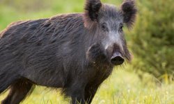 Aydın’da vatandaşların beslemesine alışan yaban domuzları şehir merkezlerini mesken tuttu