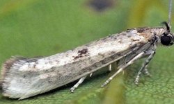 Aydın’da zeytin güvesi alarmı