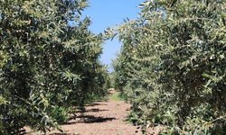 Aydın’da zeytin üreticilerine kritik uyarı