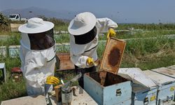 Aydın’dan dünyaya kovan ihraç ediliyor