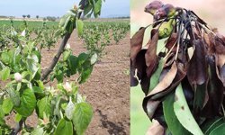 Ayva, elma ve armutta erwinia amylovora bakterisi tehlikesi