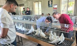 Azman güvercinleri güzellikleriyle mest etti