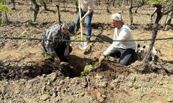 Bağlar yakın takibe alındı