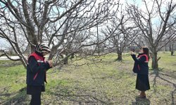 Bahçeleri zirai don vurdu