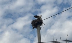 Bozdoğan’da baharın müjdecisi leylekler yuvalarına döndü