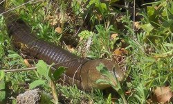 Demir yılan ortaya çıktı