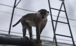 Denizli’deki firari maymun ikinci kez yakalandı