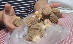 Doğanın 'et lezzeti' kuzugöbeği sofralarda