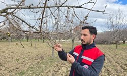 Ekipler meyve bahçelerinde inceleme yapıyor