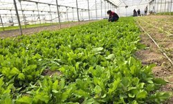 Ekipler tere ve roka üretilen seralarda