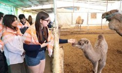 Estonyalı öğrenciler Aydın’da deve çiftliğini gezdi