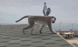 Firari maymun şehir turuna çıktı