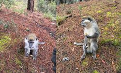 Firari maymunların sırrı çözüldü