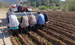 Günlük 1400 liraya çalışacaklar