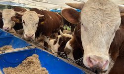 Kurban pazarları kurulmaya başladı