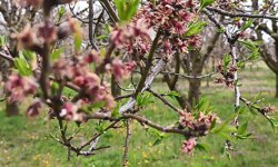 Kayısı ve erikten kötü haber.. Kiraz kurtuldu