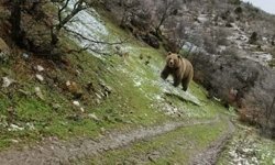 Kış uykusundan uyanan anne ayı yavruları ile yaylaya indi