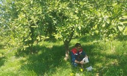 Koçarlı'da Akdeniz meyve sineği alarmı