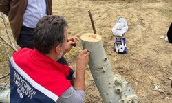 Koçarlı’da cevizler aşılanacak