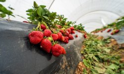 Köprübaşı çileği bu sene de çiftçinin yüzünü güldürdü